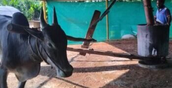 Kograi Naturals: Bardoli region is producing gana oil!