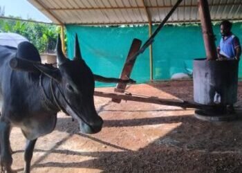 Kograi Naturals: Bardoli region is producing gana oil!