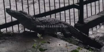 A crocodile jumped the fence!