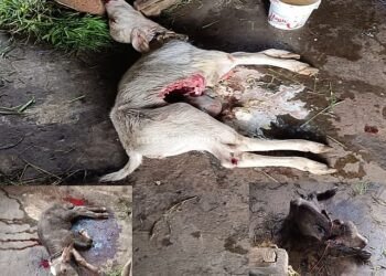 A dark night's tale of the intestinal cord The black leopard that ate three cubs!