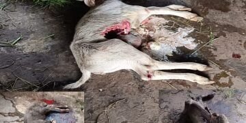 A dark night's tale of the intestinal cord The black leopard that ate three cubs!