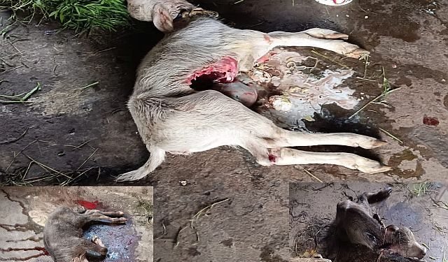 A dark night's tale of the intestinal cord The black leopard that ate three cubs!