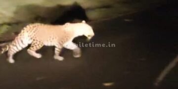 A spotted leopard soaked in the rain!