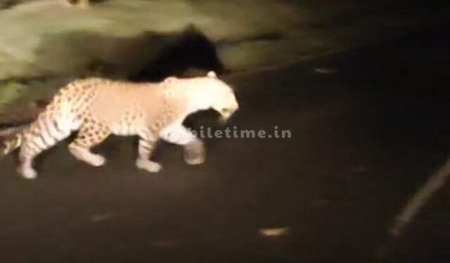 A spotted leopard soaked in the rain!