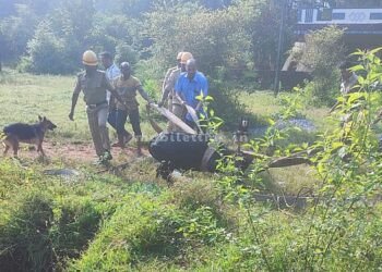 An ox survived after falling 50 feet!