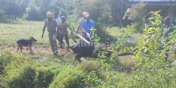 An ox survived after falling 50 feet!