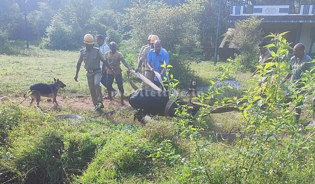 An ox survived after falling 50 feet!