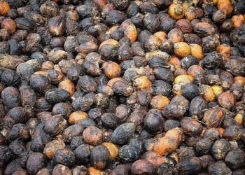 Areca nut farmer caught in the crossfire!