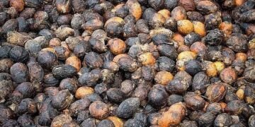 Areca nut farmer caught in the crossfire!