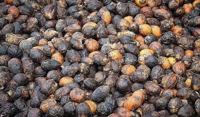 Areca nut farmer caught in the crossfire!