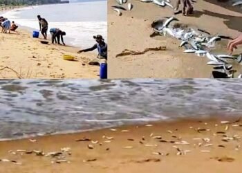 Free for me too.. Free for you too.. Free fish for everyone who comes to the sea!