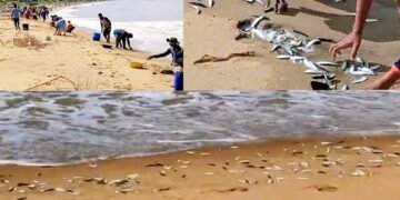 Free for me too.. Free for you too.. Free fish for everyone who comes to the sea!