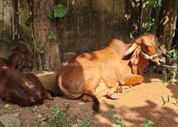 Illegal transportation from Belgaum to Bhatkal Yellapur police's threat to cow killers!