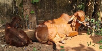 Illegal transportation from Belgaum to Bhatkal Yellapur police's threat to cow killers!