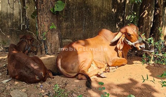 Illegal transportation from Belgaum to Bhatkal Yellapur police's threat to cow killers!