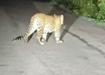 Leopard caught on camera