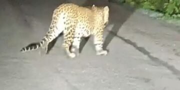 Leopard caught on camera