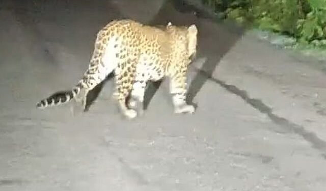 Leopard caught on camera