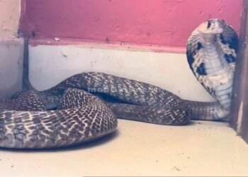 Nagappa who was a drunkard at Bhatts house