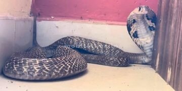 Nagappa who was a drunkard at Bhatts house