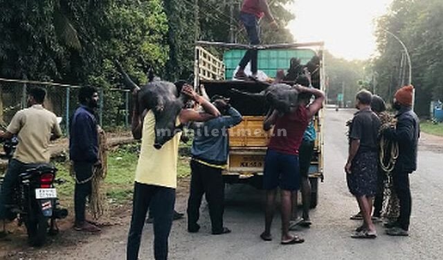 Operation Handi was a half-baked operation!