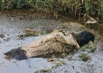 Soldier's body found in a muddy field!