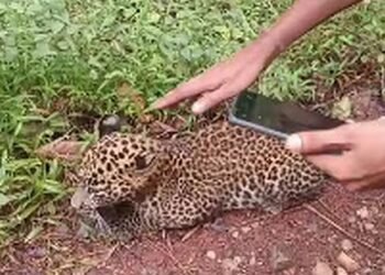 That's not a big cat.. a small leopard!
