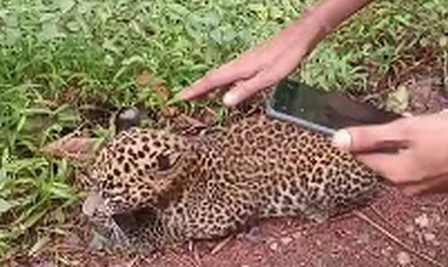 That's not a big cat.. a small leopard!