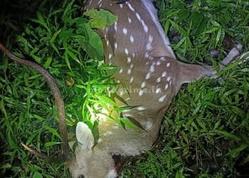 The deer killer left the meat behind!