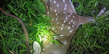 The deer killer left the meat behind!