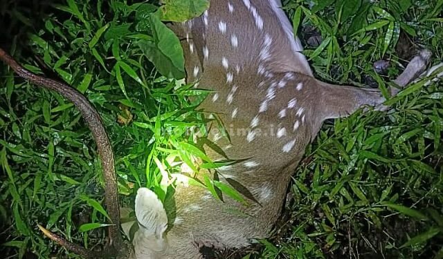 The deer killer left the meat behind!