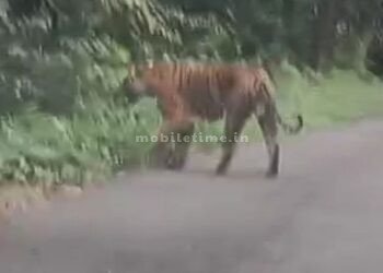 The king of the jungle growled at the sound of a car!