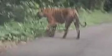 The king of the jungle growled at the sound of a car!