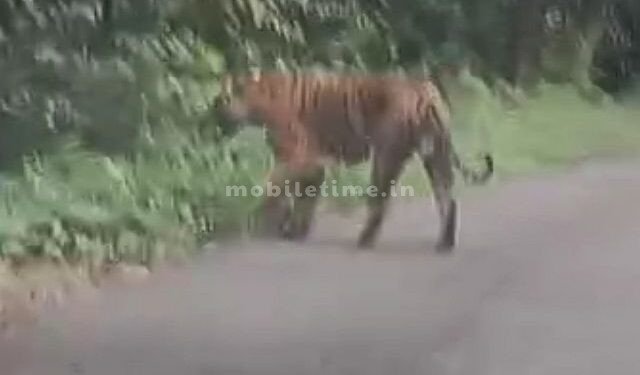 The king of the jungle growled at the sound of a car!