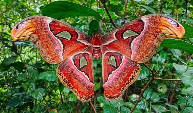 This midwife is the biggest in the world!