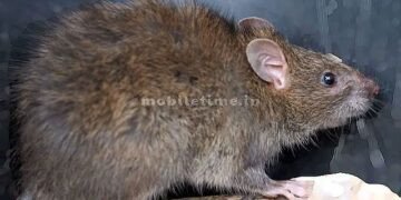 Yellapur threatened by rat menace!