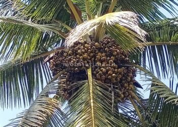 A Kalpa tree bearing more than 5000 fruits!