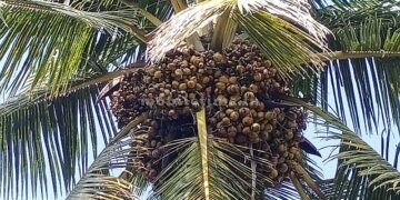 A Kalpa tree bearing more than 5000 fruits!