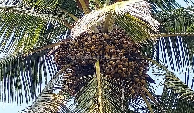 A Kalpa tree bearing more than 5000 fruits!