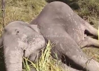 An elephant that came to town looking for food was electrocuted!