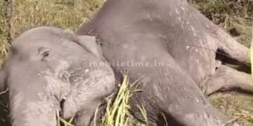 An elephant that came to town looking for food was electrocuted!