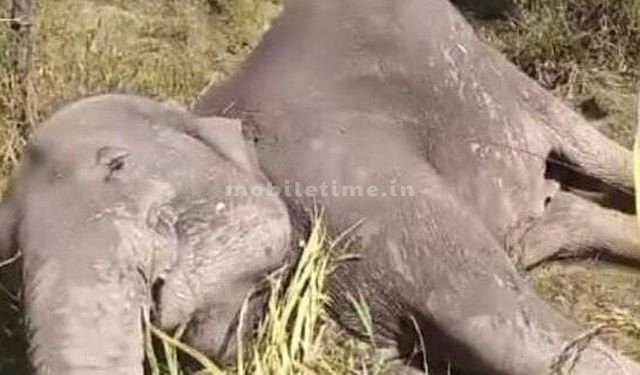 An elephant that came to town looking for food was electrocuted!