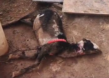 Bou Bou Kata A stray dog ​​even put a stick in the biryani!