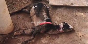 Bou Bou Kata A stray dog ​​even put a stick in the biryani!