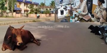 Cattle herding work for the Sirsi Municipality!