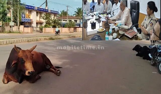 Cattle herding work for the Sirsi Municipality!