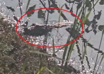 Crocodile spotted in Punya Lake!