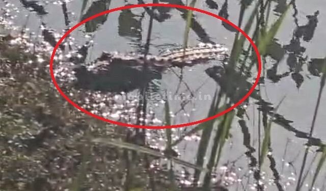 Crocodile spotted in Punya Lake!