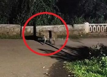 Dogs shape cat's nature A strange animal was spotted in Dandeli!