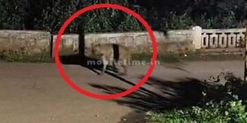 Dogs shape cat's nature A strange animal was spotted in Dandeli!